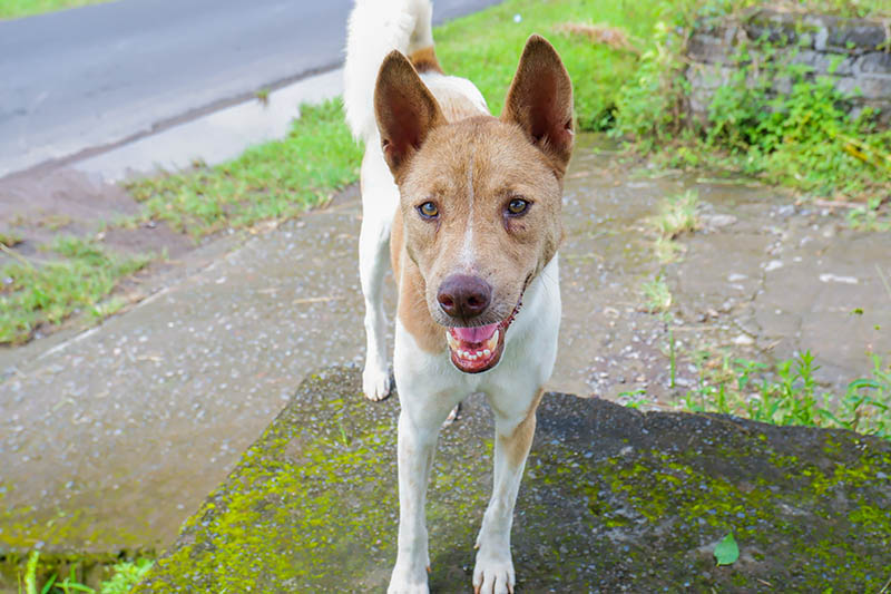 Telomian deals dog breed