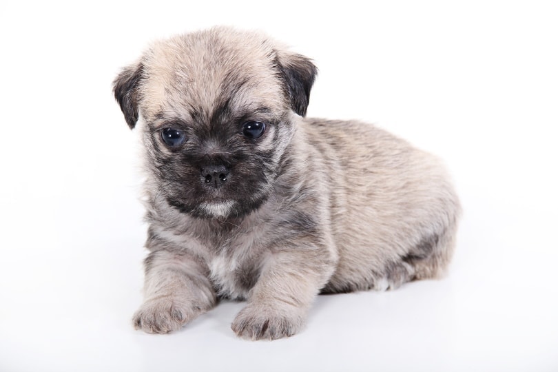 Maltipoo and shop pug mix