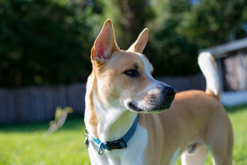 A Pitsky dog in the garden