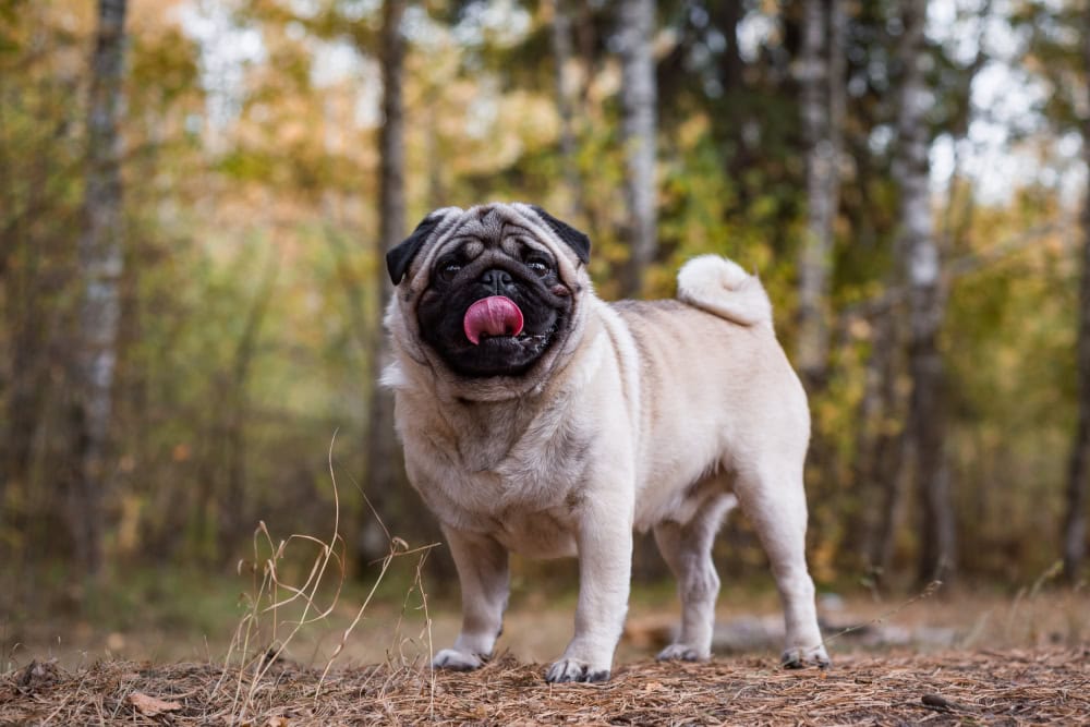 pug dog in a pine autumn forest on a walk