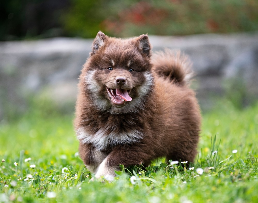 puppy Finnish Lapphund