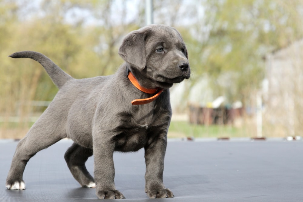 Silver lab on sale puppys