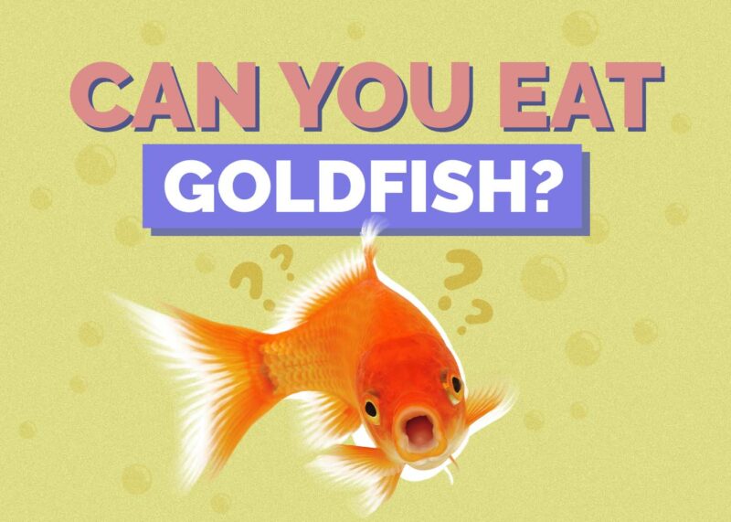 Hepper_Can You Eat_Goldfish