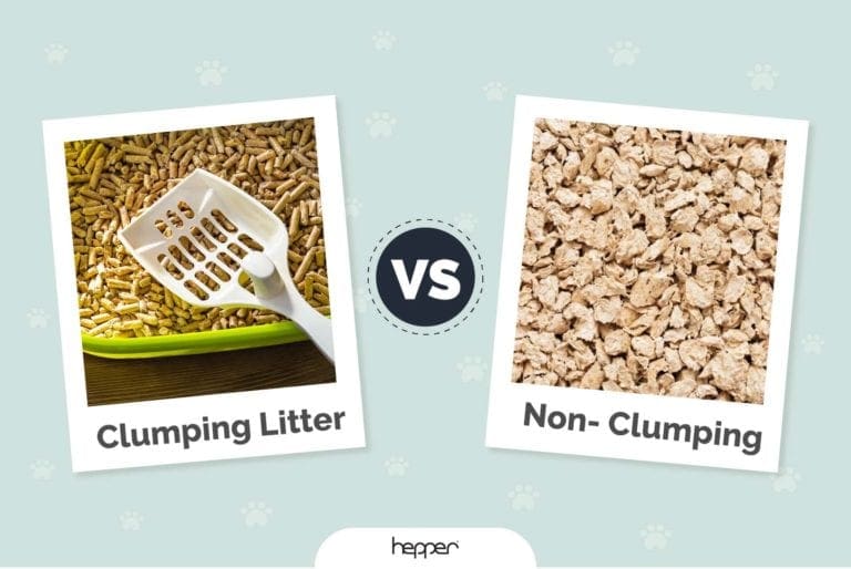 Clumping vs NonClumping Cat Litter, Which Type Is Best? (Pictures