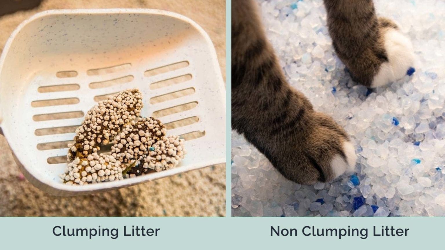 Clumping vs NonClumping Cat Litter, Which Type Is Best? (Pictures