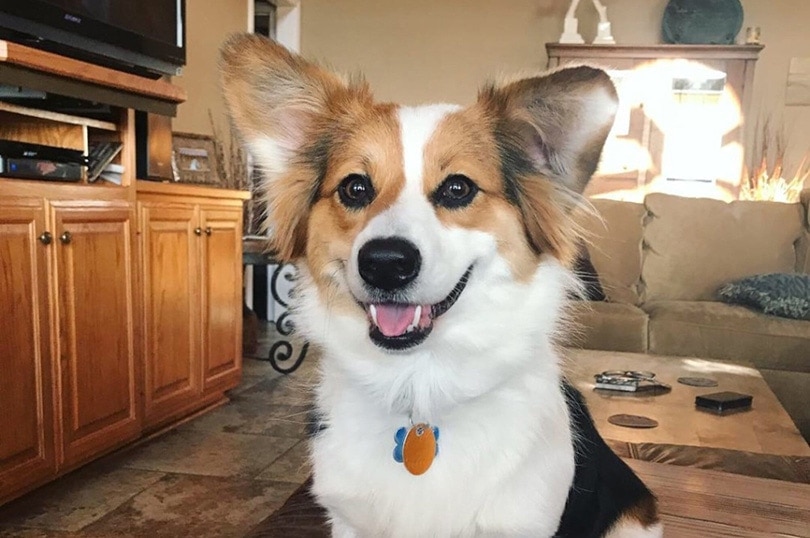 Aussie-Corgi (Australian Shepherd x Corgi) dog sitting on a couch