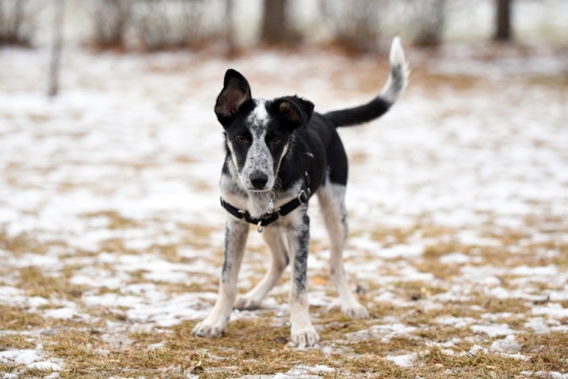 Blue Heeler Border Collie standing in partial snow