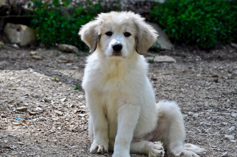 Famous great pyrenees store names
