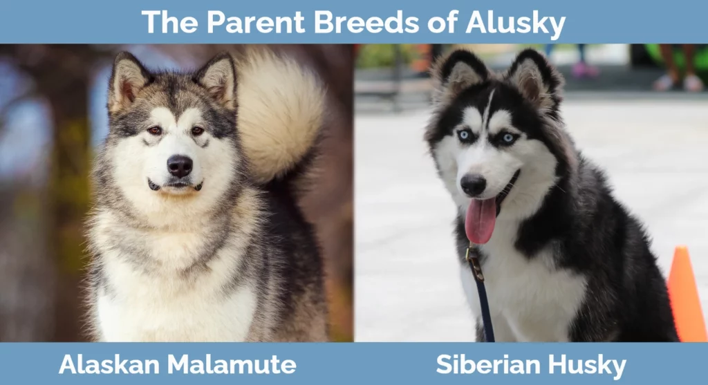 Alusky Malamute & Siberian Husky Mix): Info, Pictures, Facts | Hepper