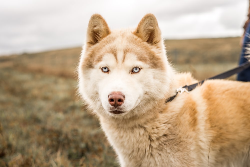 red and brown husky malamute mix breed dog