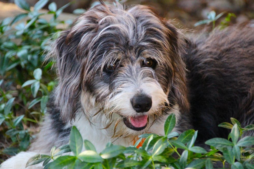 is it ok to shave a border collie