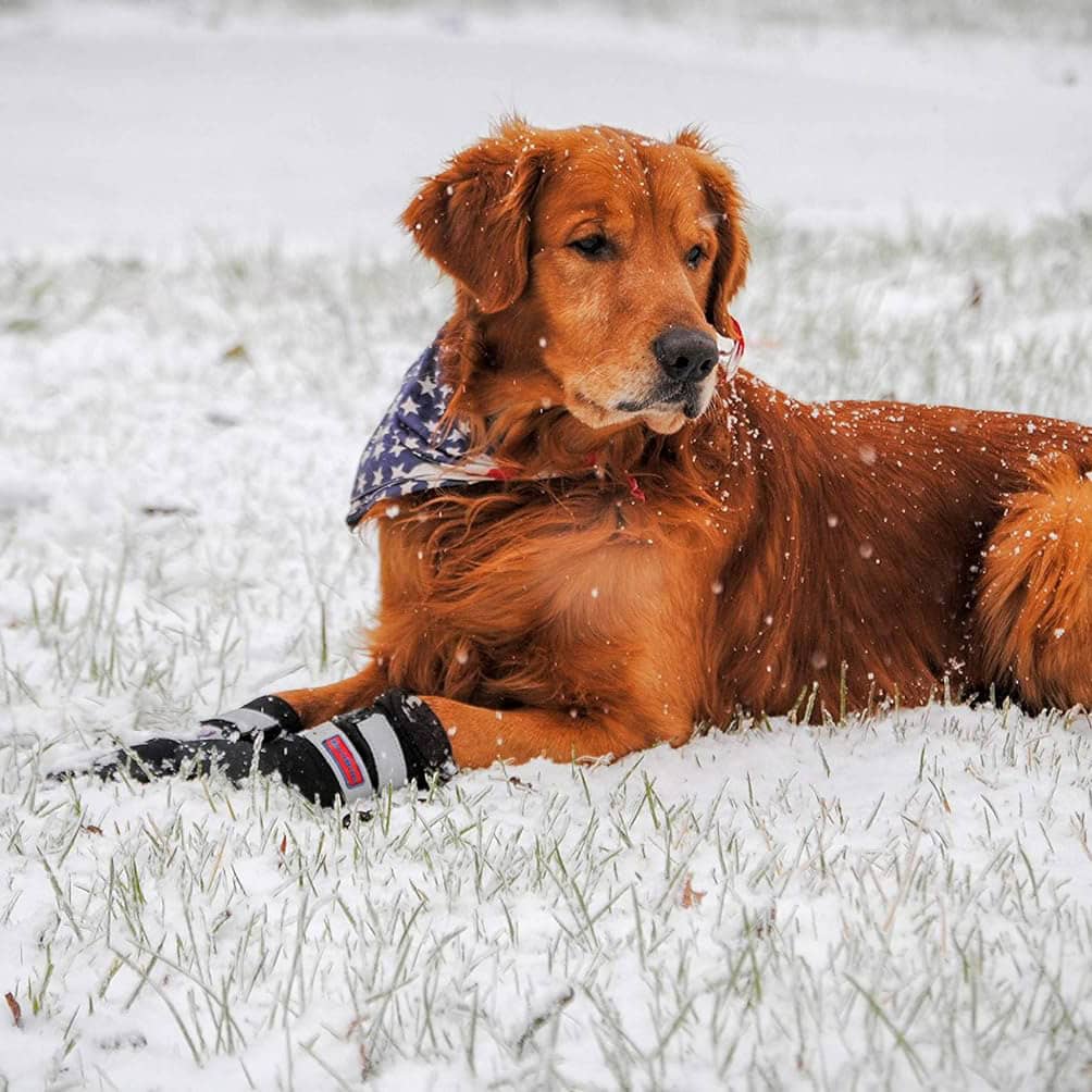 5 Best Hunting Dog Boots of 2024 Reviews & Top Picks Hepper