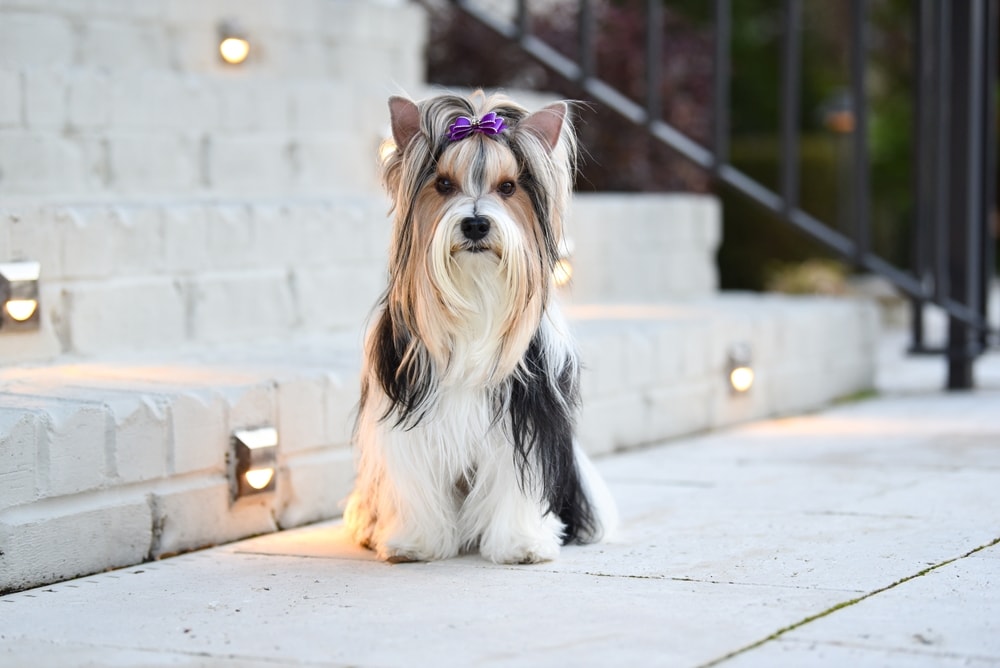 Biewer Yorkshire Terrier with black white and gold hair