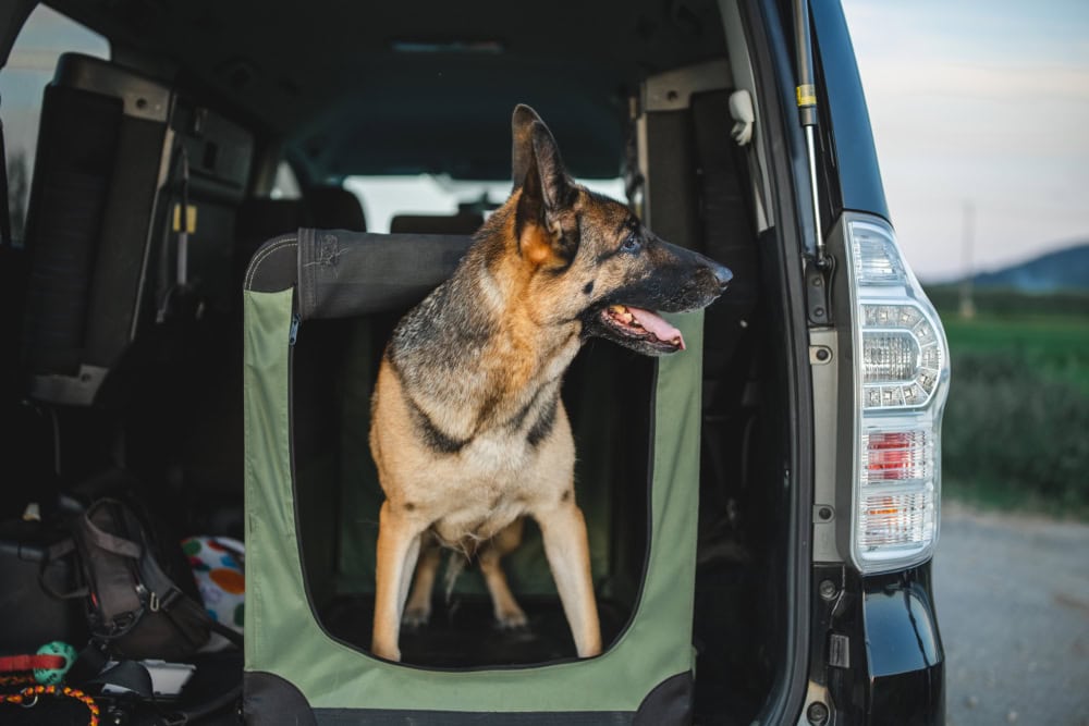 German shepherd dog is in a soft crate in the back of a car