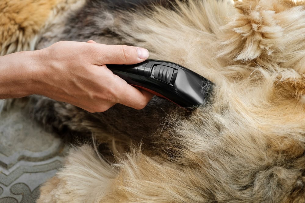 dog groom clipper