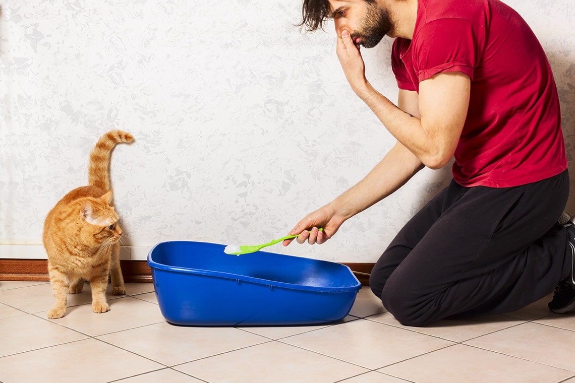 How To Get Rid of Cat Litter Box Smell – Tips to Prevent & Eliminate
