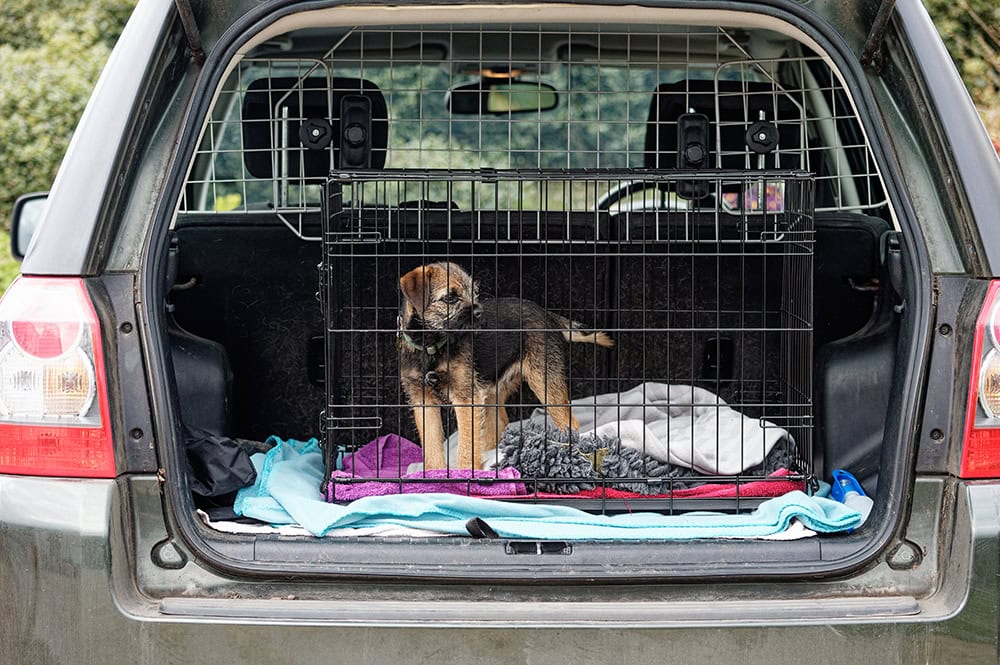puppy inside the crate in the car
