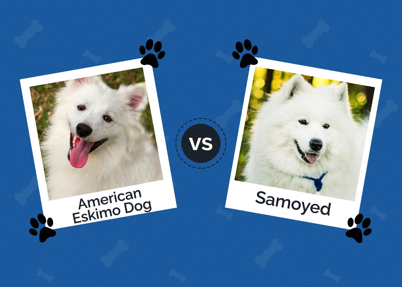 American Eskimo Dog vs Samoyed