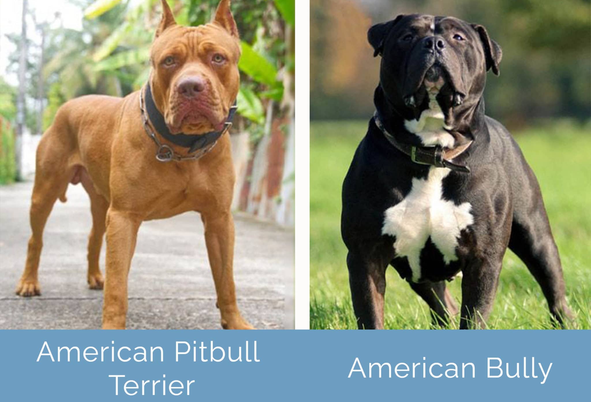 American Pitbull Terrier vs American Bully What’s the Difference? Hepper