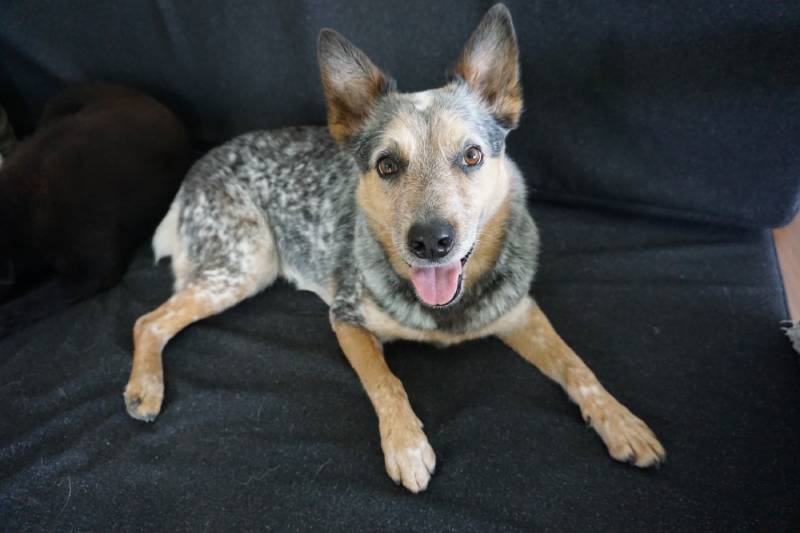 Australian cattle dog blue heeler red heeler