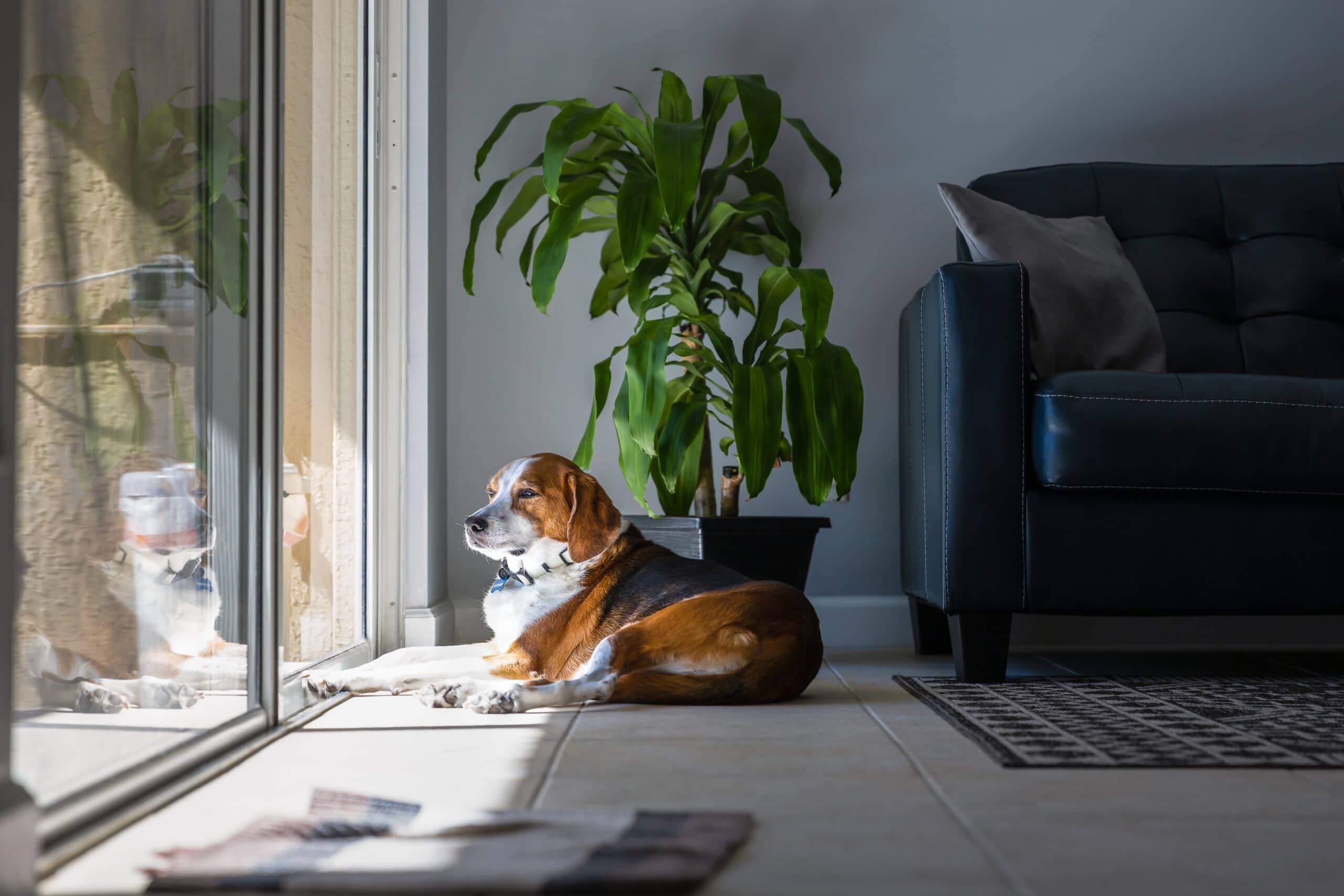 Beagle Hound mixed breed dog is relaxing and sunbathing by a large sliding glass doo