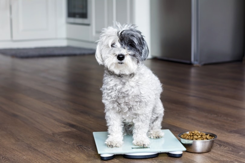 Cute dog on weighing scale