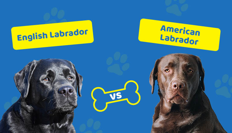 English Labrador vs American Labrador