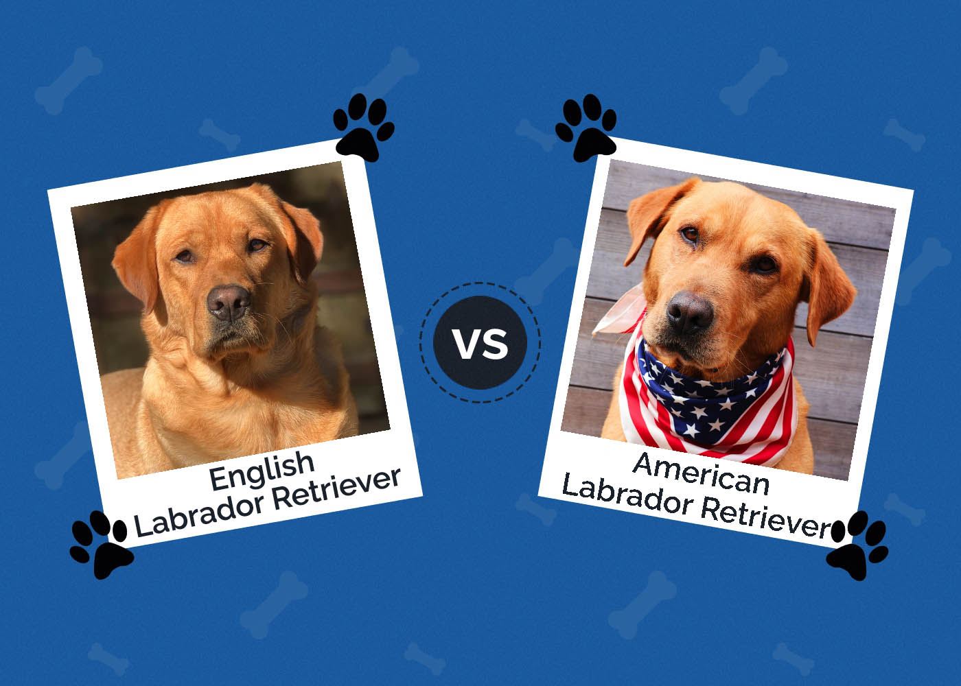 English vs American Labrador