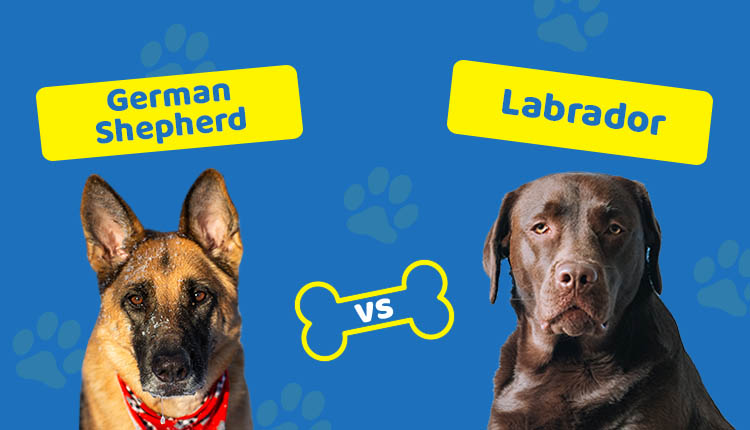 German Shepherd vs Labrador