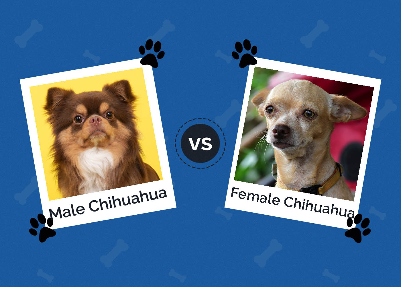 Male vs Female Chihuahua