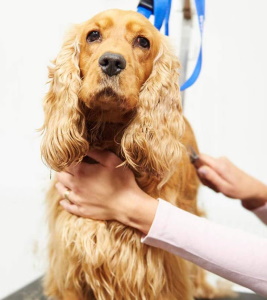 A dog at the grooming salon