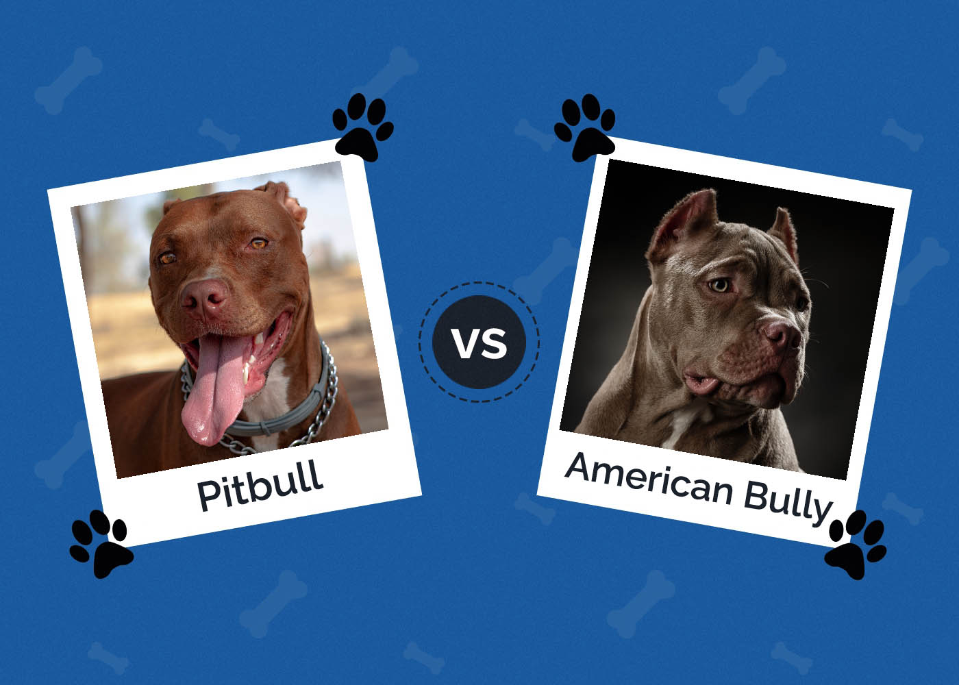 Pitbull vs American Bully