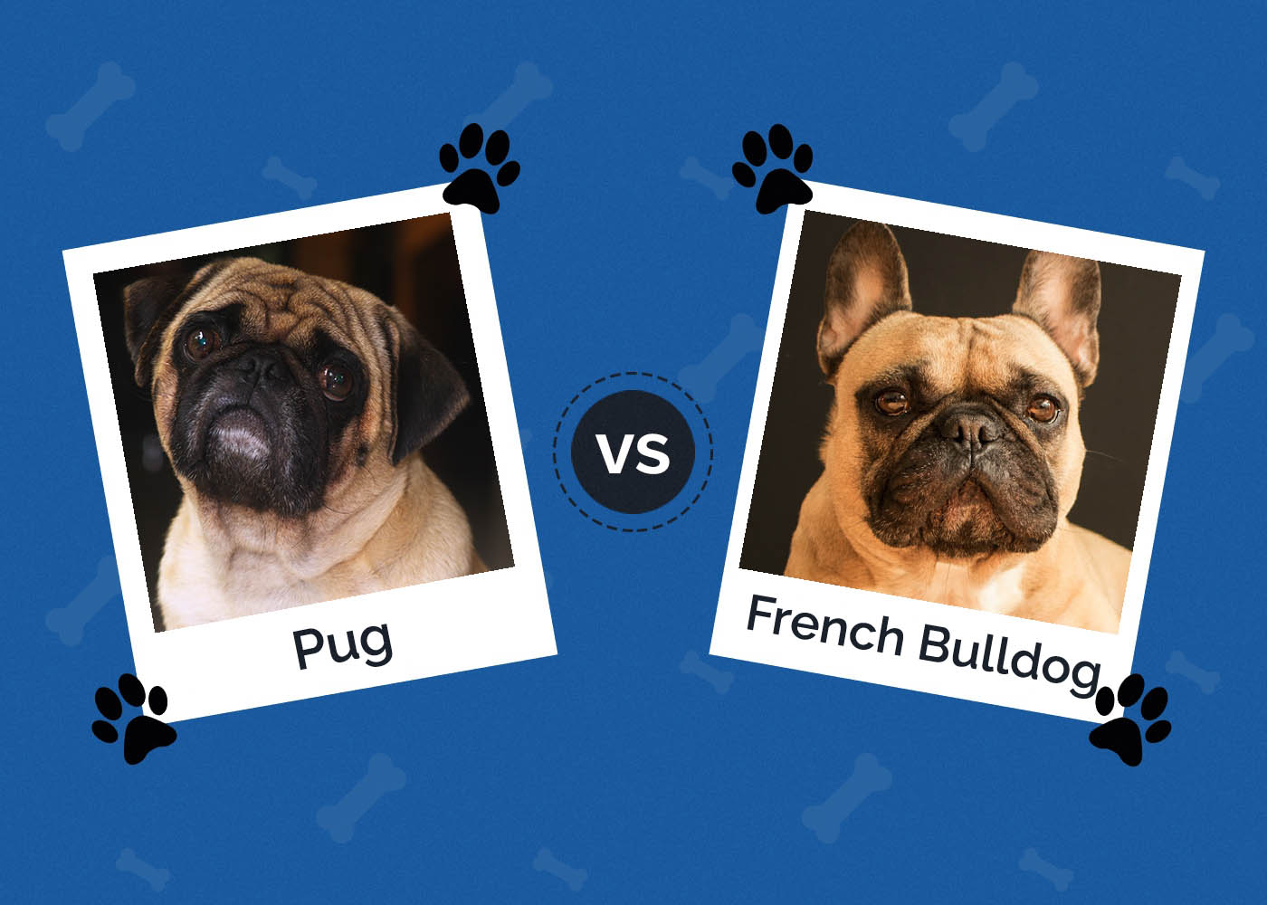 Pug vs French Bulldog