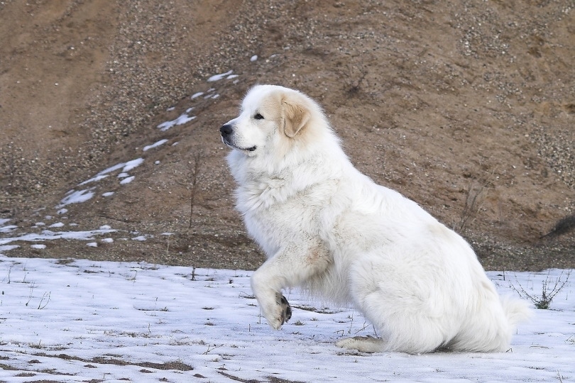 Pyrenean Mountain Dog standing on snow