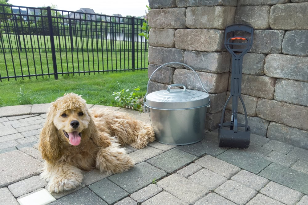 Relaxed golden American Cocker Spaniel lying outdoors beside waste or pooper scooper and metal bucket