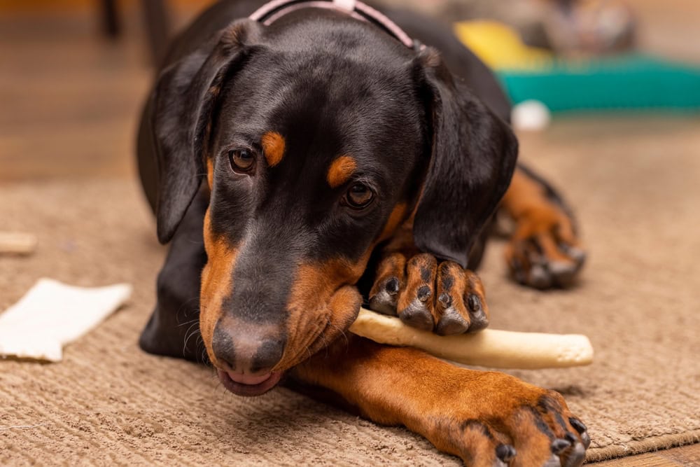 a Doberman Pinscher puppy chewing on a rawhide toy