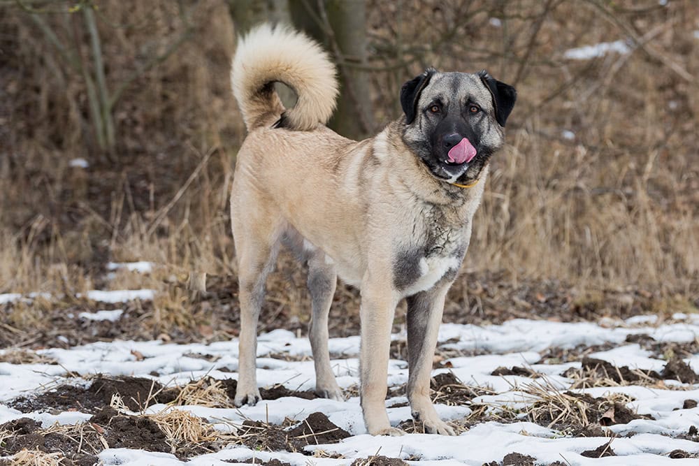 Anatolian dog outdoor during winter