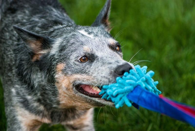 australian cattle dog playing with a toy