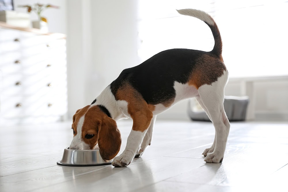 Beagle puppy eating from stainless bowl