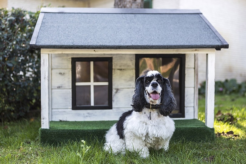 black and white dog in front of wooden dog house