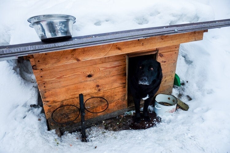 black labrador in dog house winter