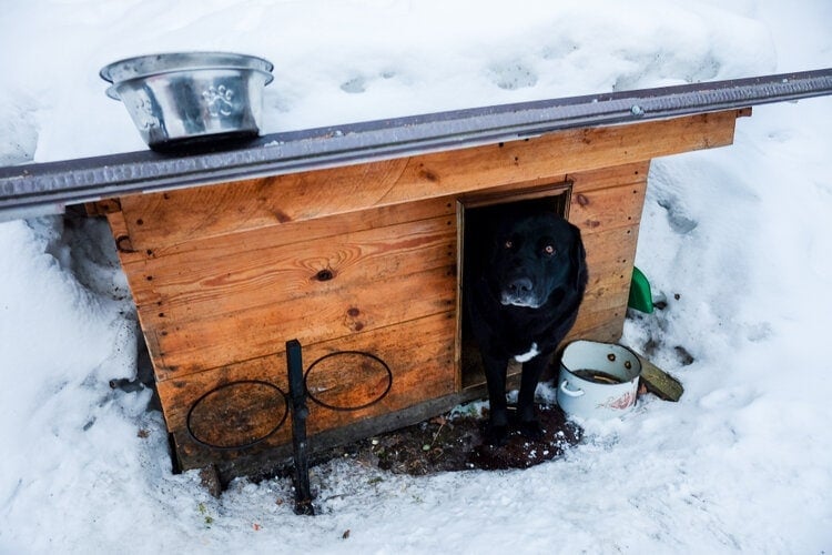 Is A Heated Insulated Dog House Necessary For Winter? - Dr. Marty Pets