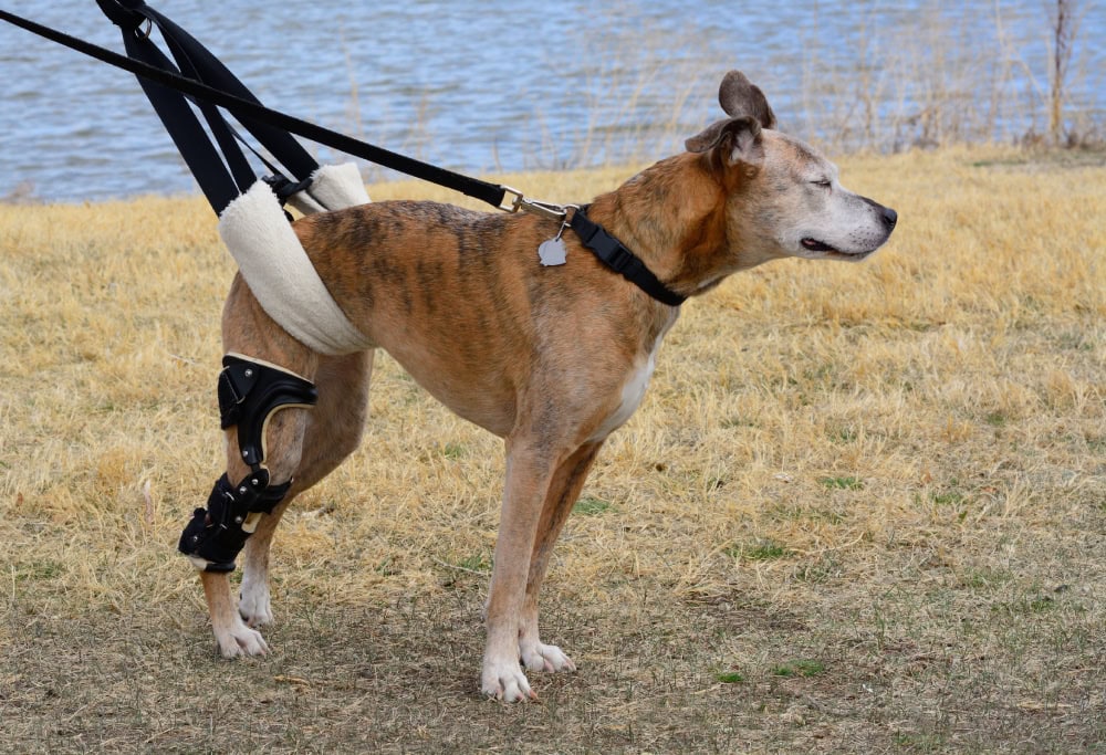 boxer dog with orthotic brace for CCL knee injury being geld up with a dog lift harness