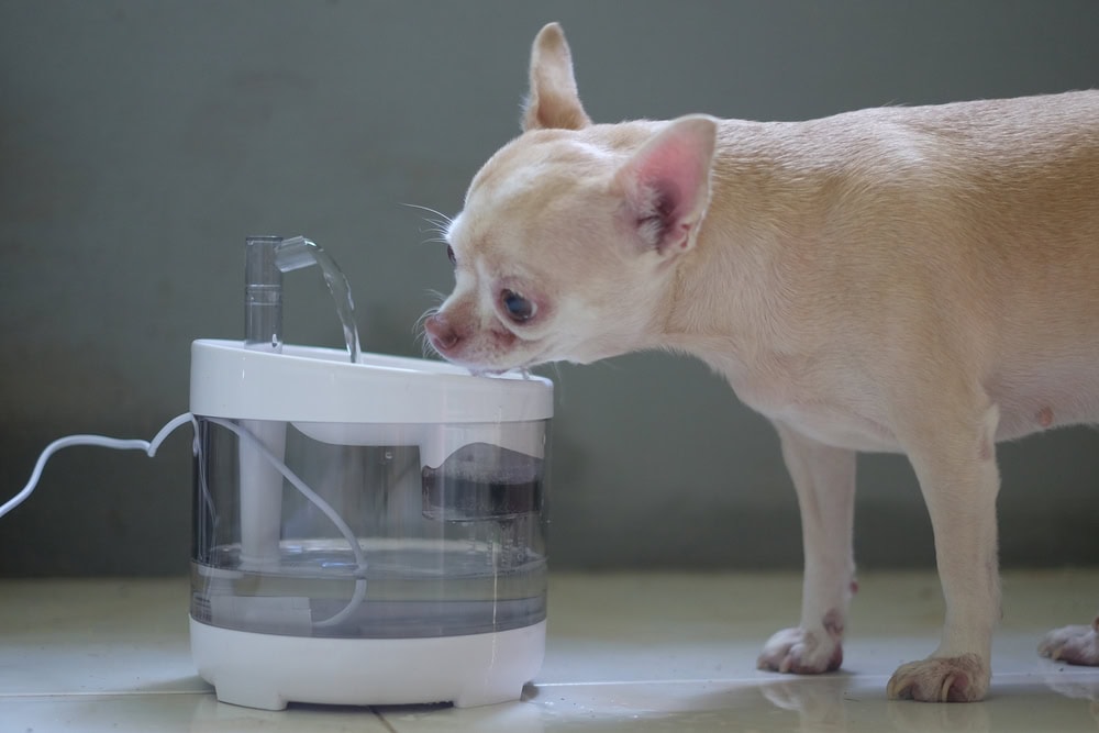 chihuahua dog drinking from pet water fountain