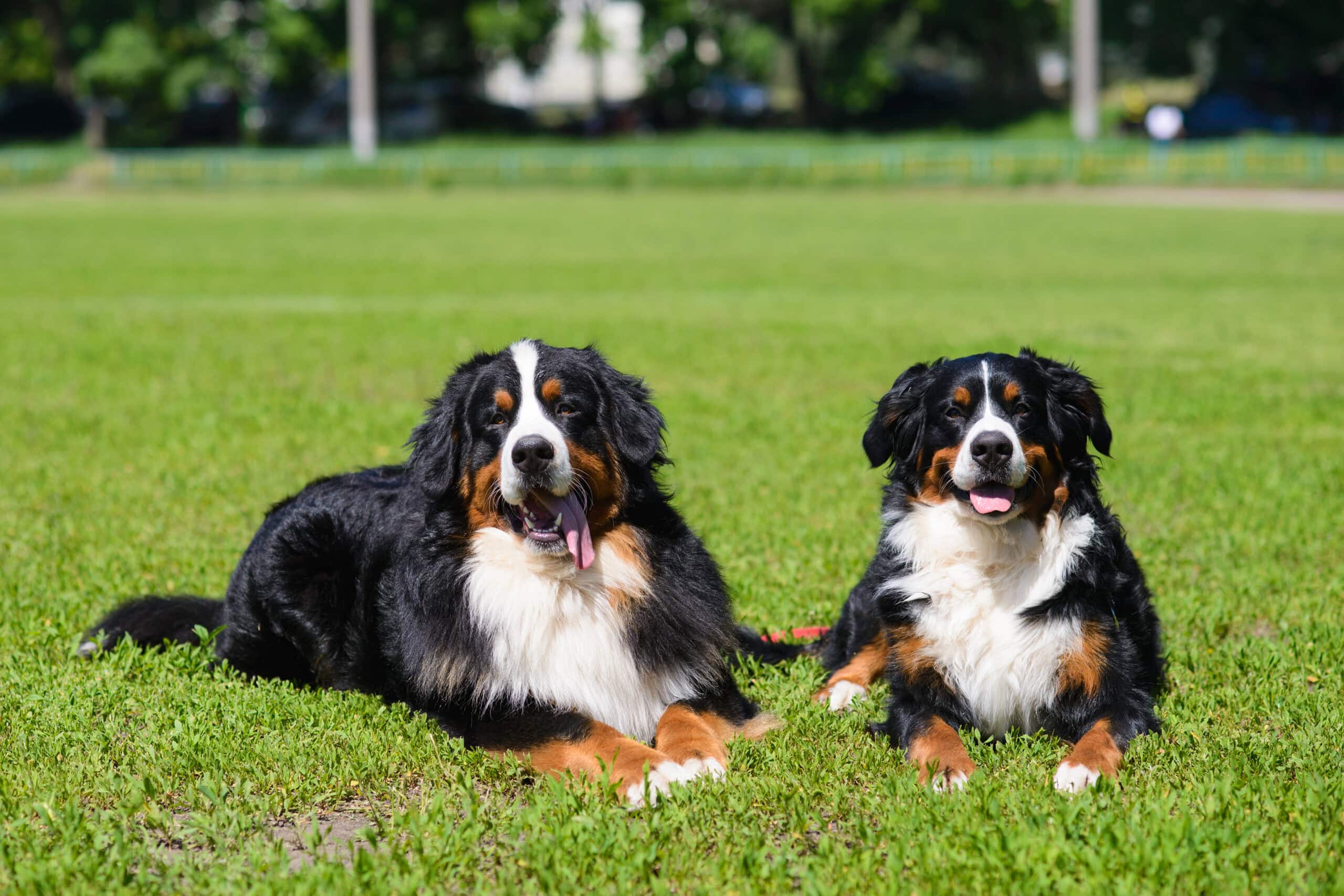 couple bernese mountain dogs