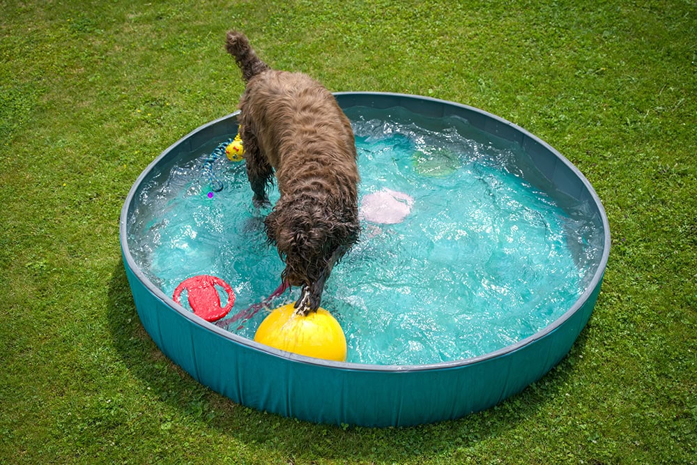 dog playing inside the pool