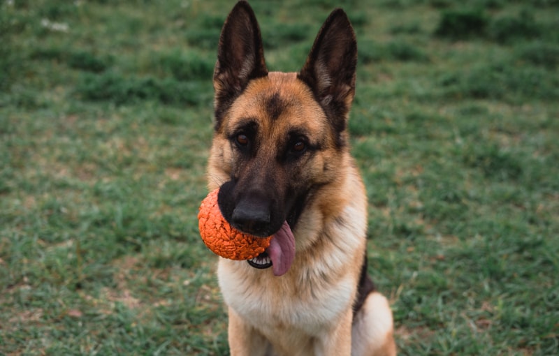 german shepherd dog playing with ball toy outdoor