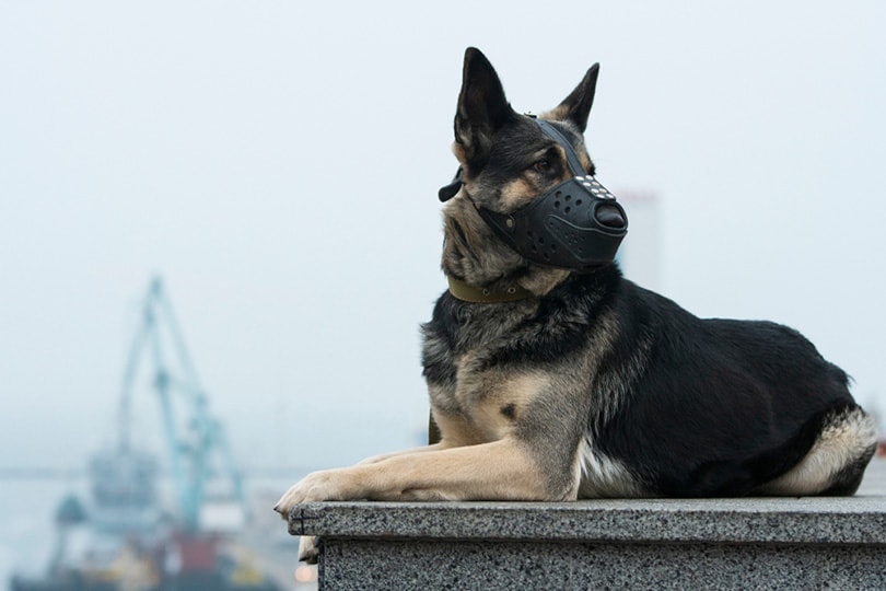 german shepherd with muzzle lies on a marble stone outdoor