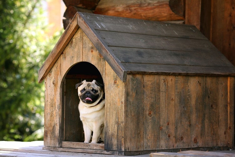 happy pug in outdoor wooden dog house