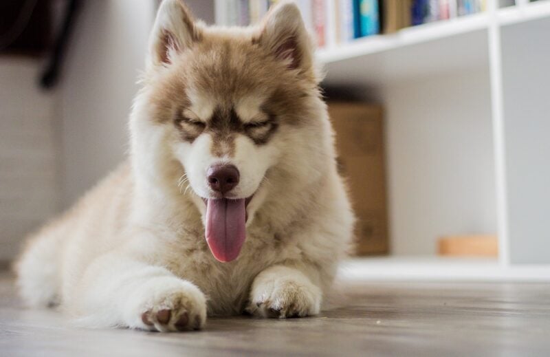 husky-with-his-tongue-out